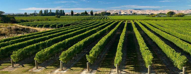 Delightful Marlborough Wine Dinner