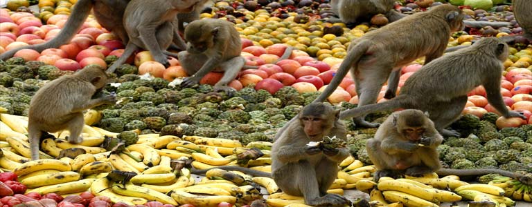 Monkey Buffet Festival 2020 in Lopburi | Thailand