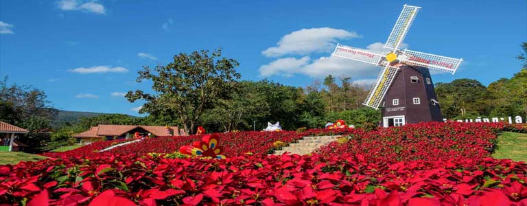 Phu Rua Christmas Festival