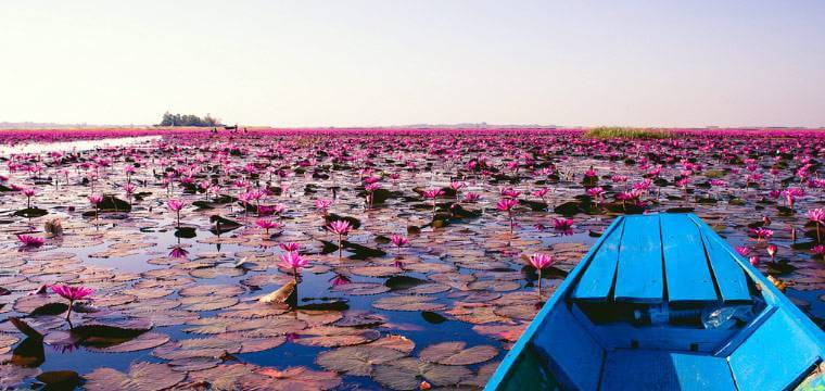 Red Lotus Lake Thailand