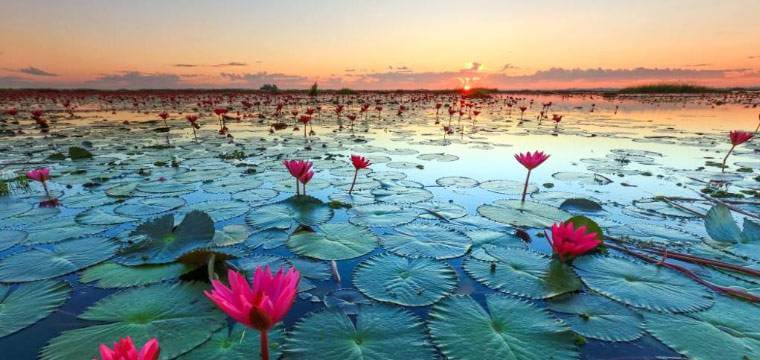 Red Lotus Lake Thailand