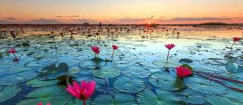 Red Lotus Lake Thailand
