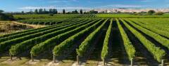 Delightful Marlborough Wine Dinner